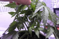 C29 (5)