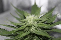 F10 (5)