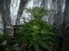 F10 (2)