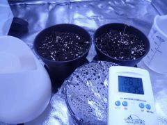 super cheese et jack diesel 