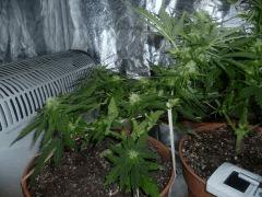 F10 (1)