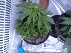 C33 (3)
