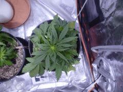 C33 (6)