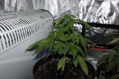 C32 (6)
