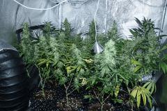 JH F45