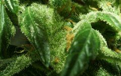 Macro