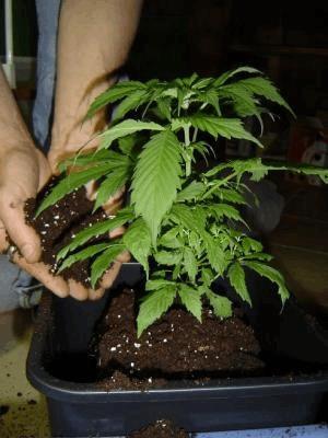 gallery_770987_4242_22764.jpg
