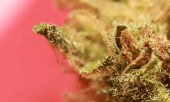Critical Mass