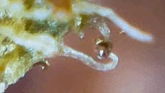 Tritri