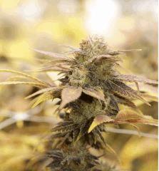 UK-Cheese