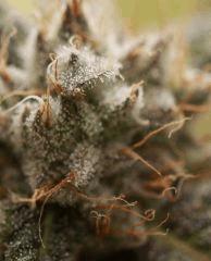 cut UK Cheese F+64