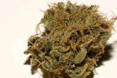 Critical Mass 4
