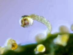 test trichrorefraction