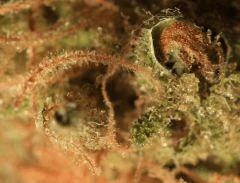 Critical Mass