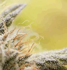 cut HK Cheese F+64