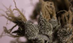 Chron3