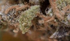 G13-SK