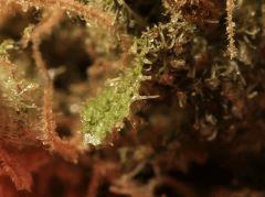 Critical Mass