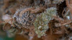 tritri g13-sk