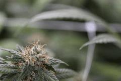 UK-Cheese-exod' 45J de 12/12h