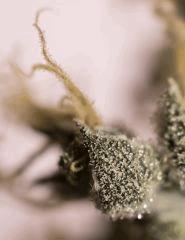 Chron3