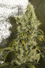 Medicine Man