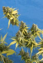 Bubble Gum (ss sc)
