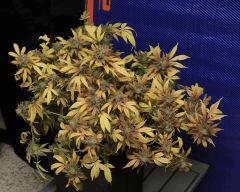 UK Cheese f+85