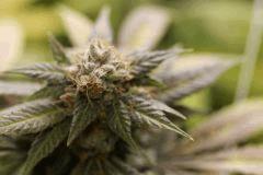 cut UK Cheese F+64