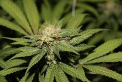 UK-Cheese-exod' 45J de 12/12h