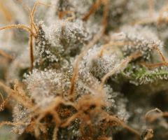 cut UK Cheese F+64