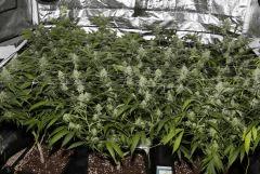 les 5 plantes vues d'ensemble - 45J de 12/12h  (UK cheese, Sénég', Shiva, Kali mist, ortéga)