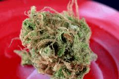 Critical Mass