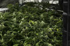 les 5 plantes vues d'ensemble - 45J de 12/12h  (UK cheese, Sénég', Shiva, Kali mist, ortéga)