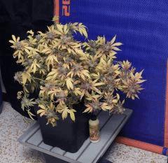 UK Cheese f+85