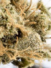 C Mass Cheese