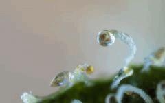 Test trichrorefraction lol