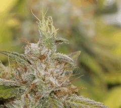 cut UK Cheese F+64
