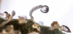 "i'm a poor lonesome trichome"