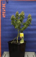 Shiva f+85