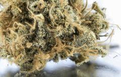 C Mass Cheese