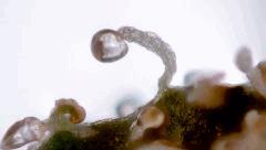 "i'm a poor lonesome trichome"