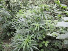 d2