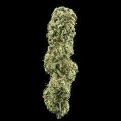 Shiva skunk