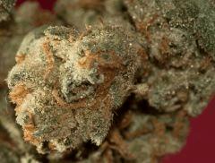 Dr grims'