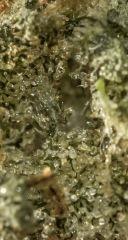 Hawaiian Haze