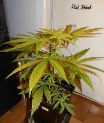3 thai skunk