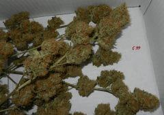 8 c99