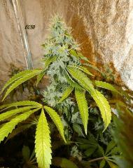 4 ecsd f+55