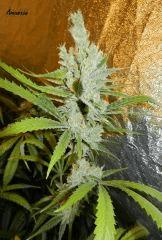 3 amnesia f+55